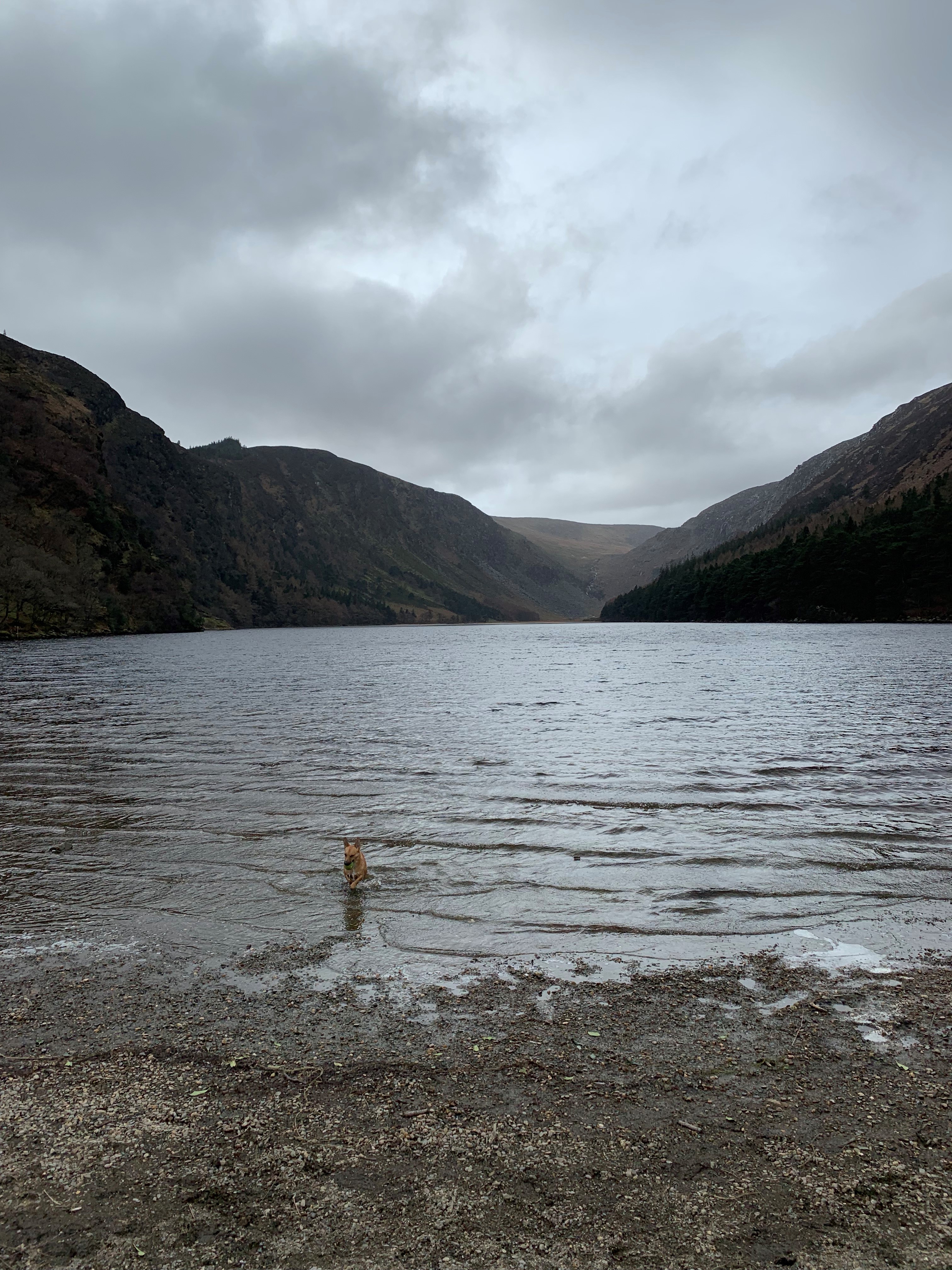 Glendalough ja koira